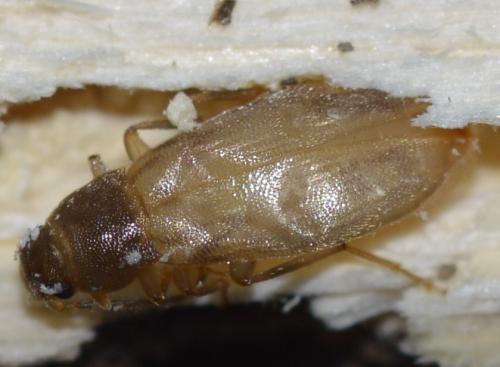 Réf. 228 883 : Marolia variegata